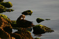 Bird Bath