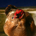 Muscovy Duck in Florida