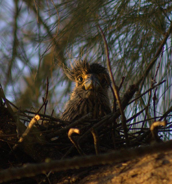 Baby Heron
