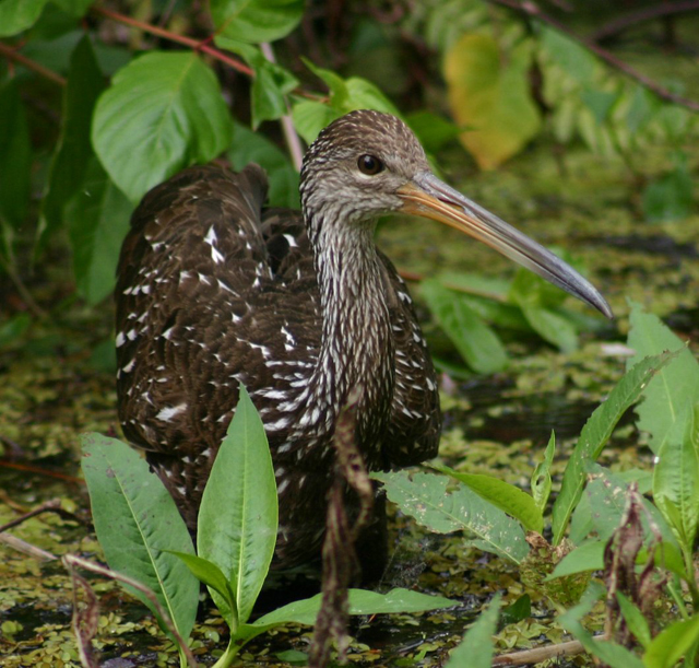 Limpkin