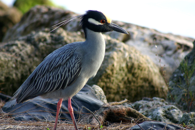 Yellow Crowned Night Heron