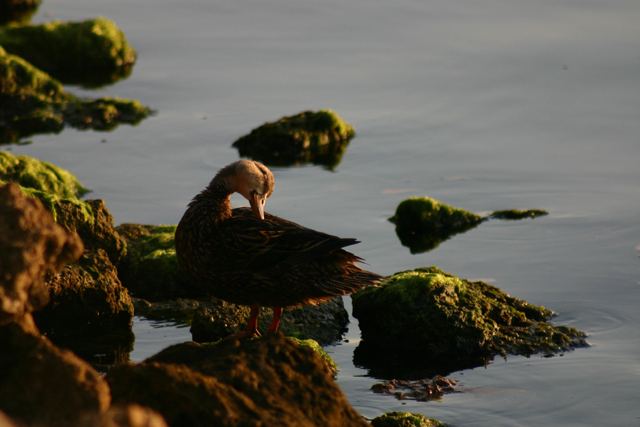 Bird Bath