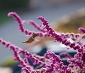 Hummingbird Love