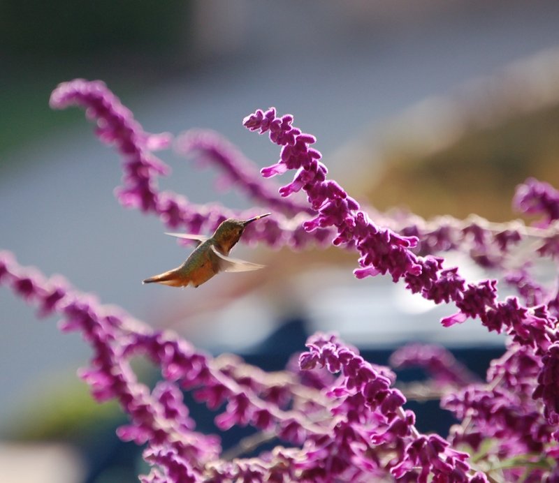 Hummingbird Love