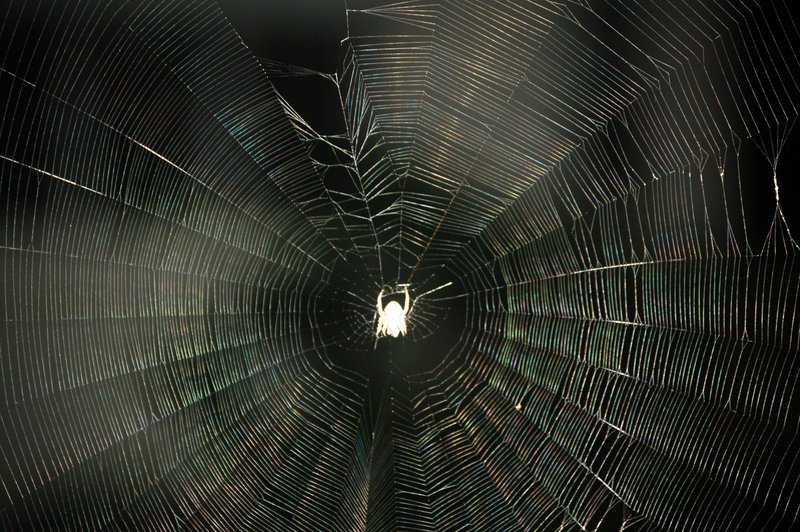 A not so tangled web.JPG