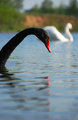 Black Swan 2