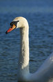 Swan