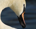 Swan 2