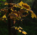 Leaves
