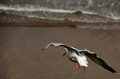 Gull
