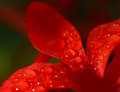 Red 2