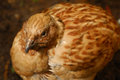 Broody