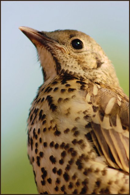 Thrush