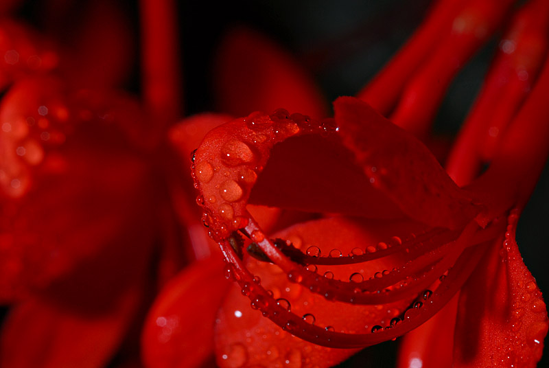 Red 3