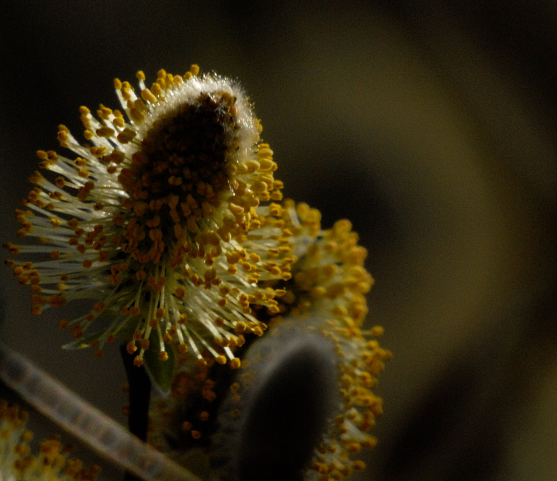 Pussy Willow II