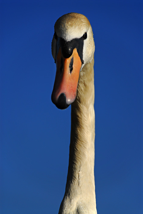 You lookin' at me?