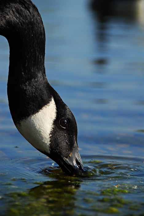Goose