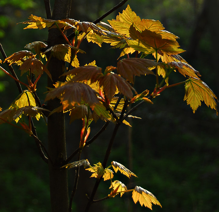 Leaves
