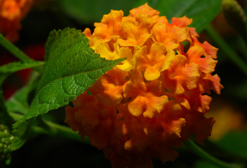 Orange