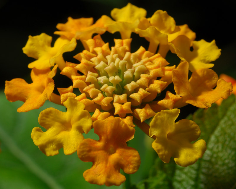 Orange 2