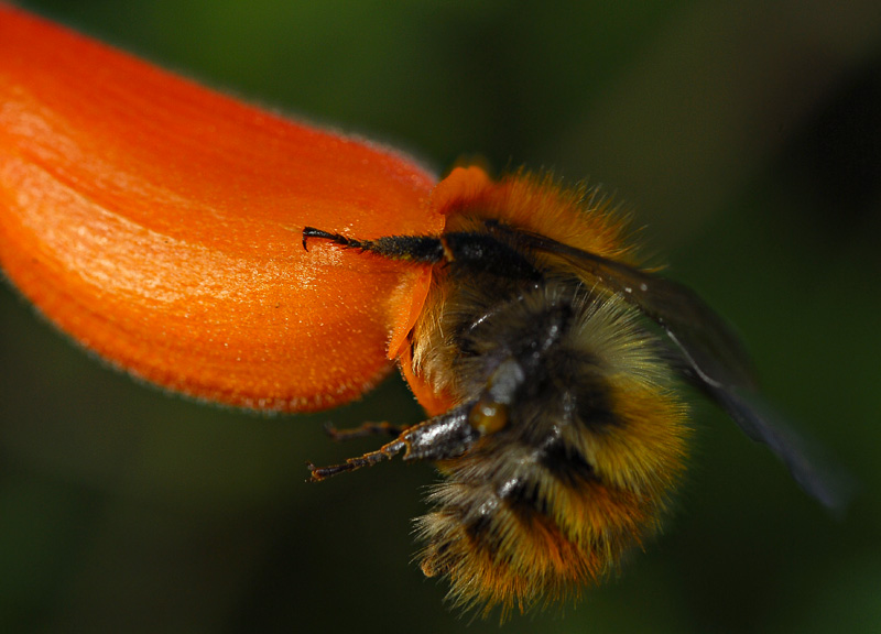 Bee
