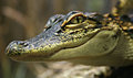 Baby Gator