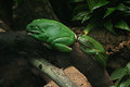 Treefrogs