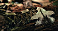 Gaboon Viper