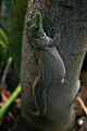 Gecko