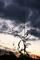 Silhouette