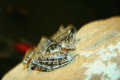 Rana palustris