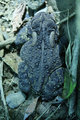 Bufo americanus