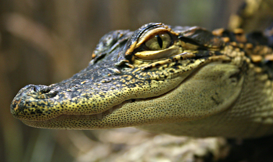 Baby Gator