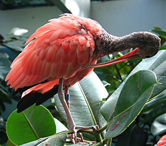 Pink Bird