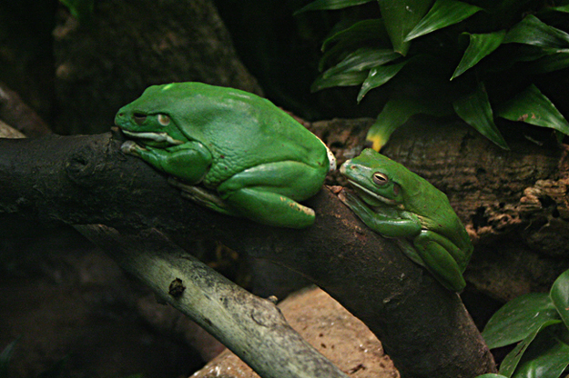 Treefrogs