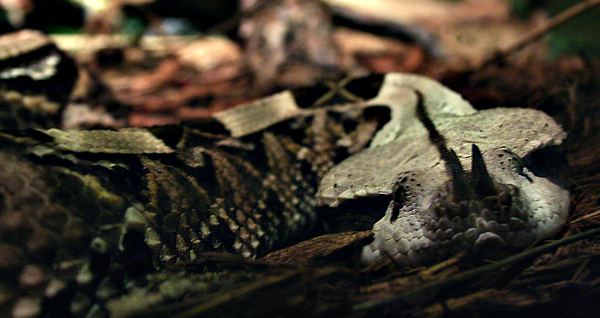 Gaboon Viper
