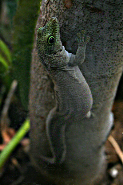 Gecko