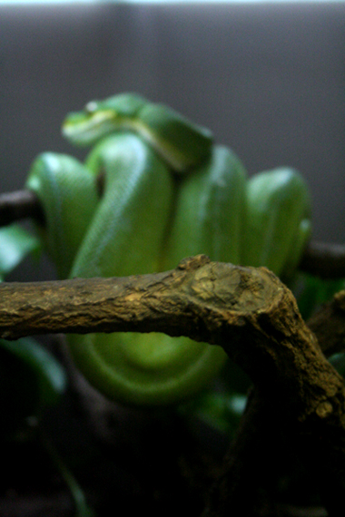 Green Tree Python