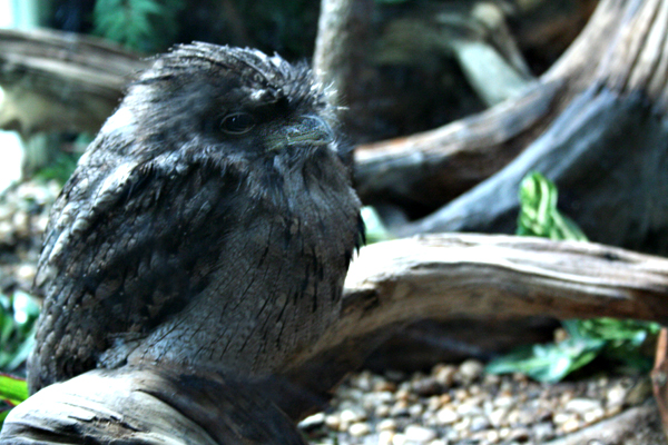Owl