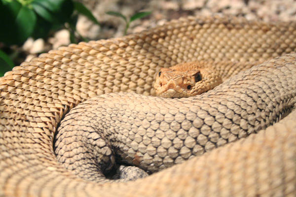 Rattlesnake