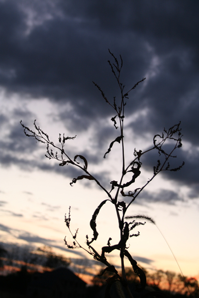 Silhouette