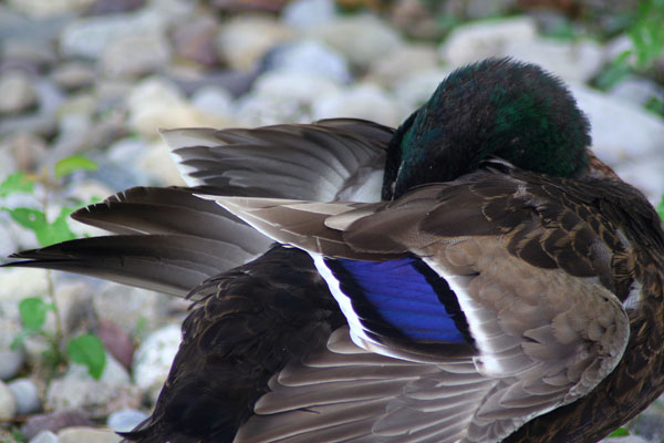 Preening