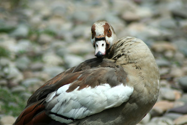 You Lookin' At Me?
