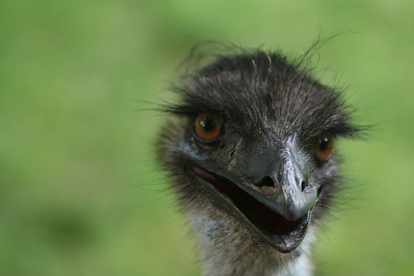 Emu