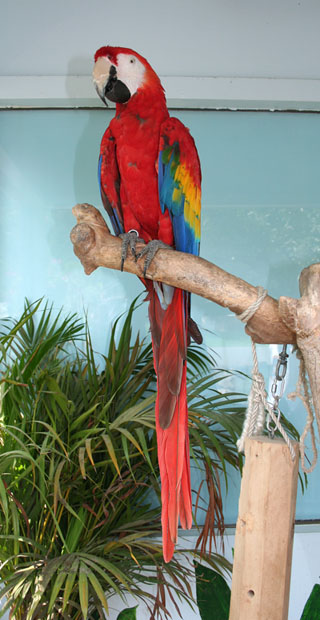 Parrot