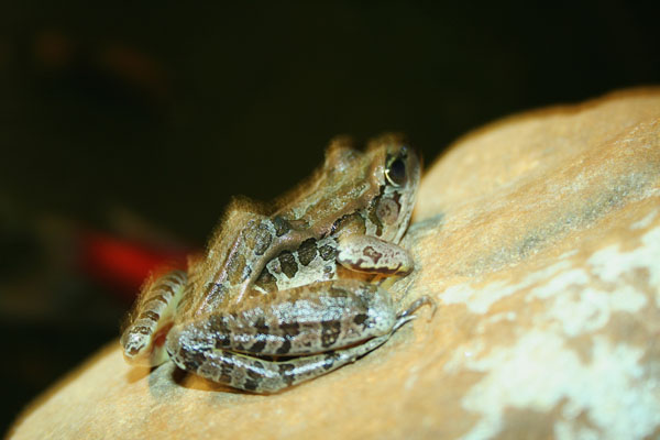 Rana palustris