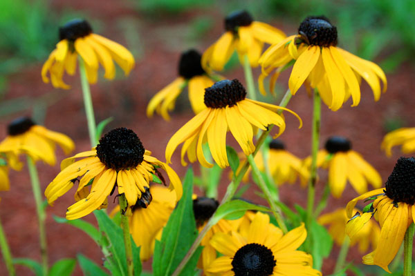 Black-eyed Suzies