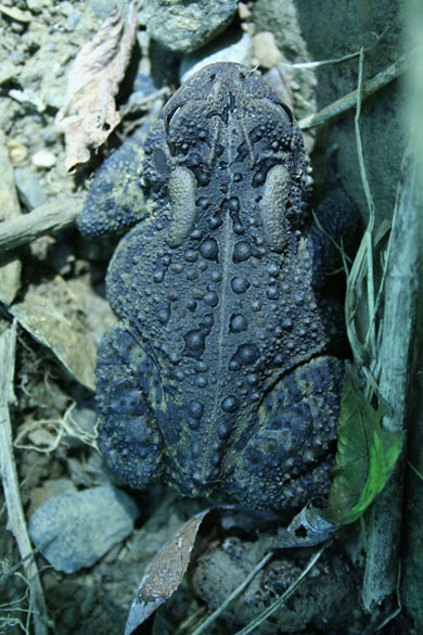 Bufo americanus