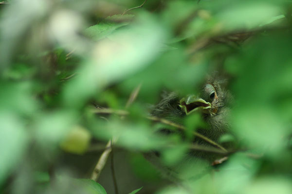 Cardinal Fledgling