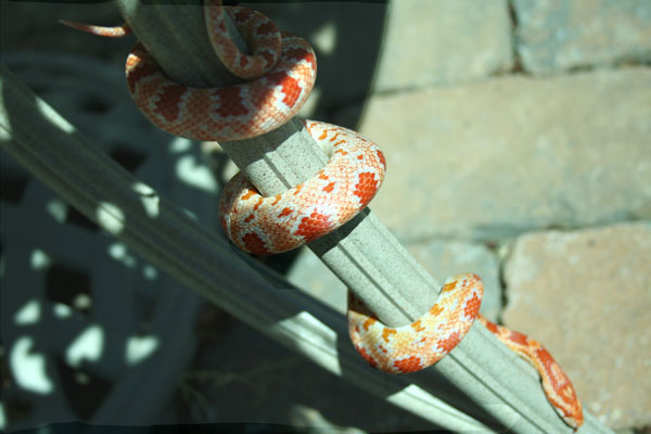 Rosie